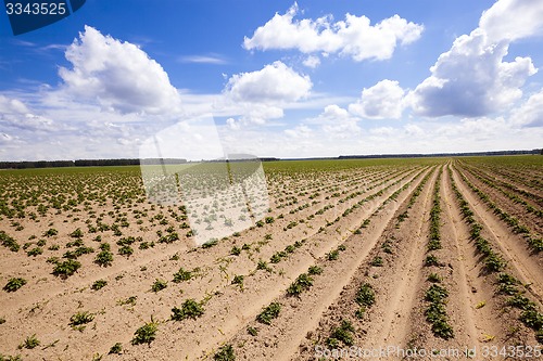 Image of potato field  