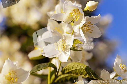 Image of jasmine flower  