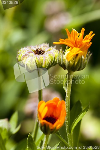 Image of calendula flower  