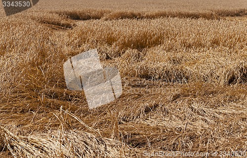 Image of destroyed wheat  