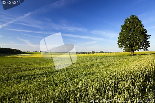 Image of lonely tree in a field 