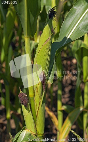 Image of green corn  