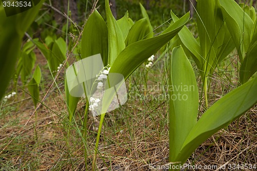 Image of lily of the valley  