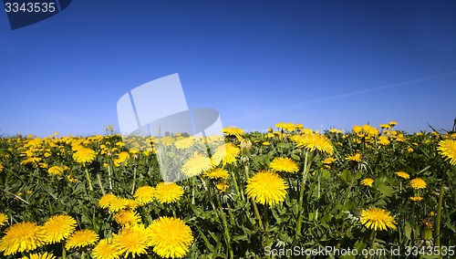 Image of  dandelions .