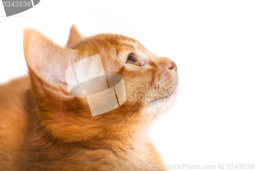 Image of Abyssinian kitten  