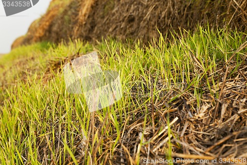 Image of the sprouted wheat  