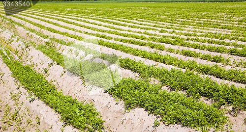 Image of carrot field  