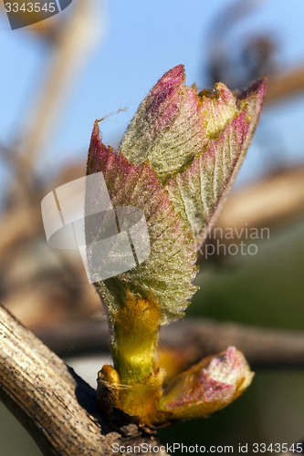 Image of grapes sprout  