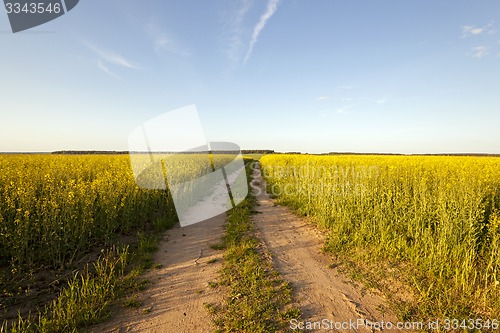 Image of the road to a field 