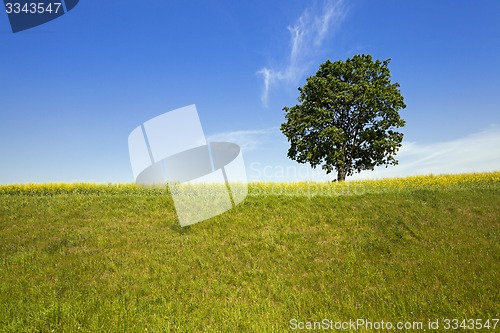 Image of tree in the field  