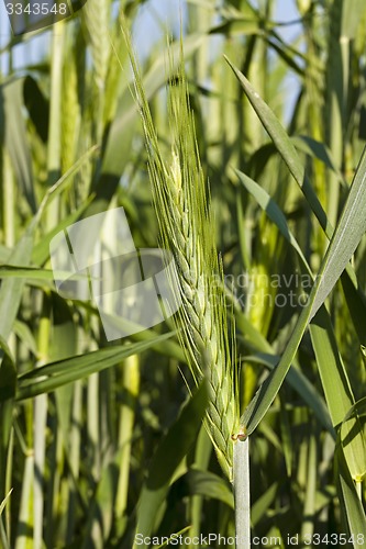 Image of cereals 