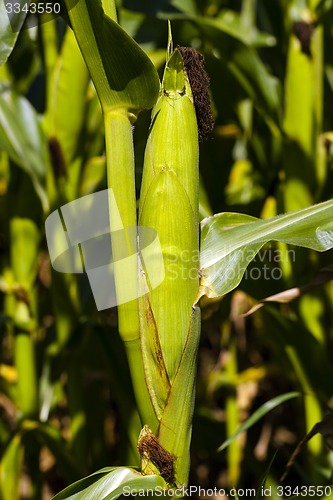 Image of green corn  