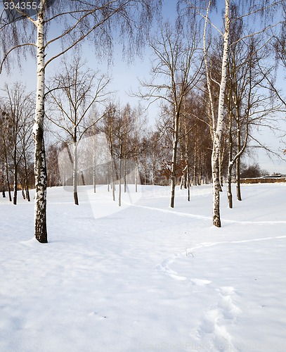 Image of trees in the winter  