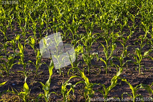 Image of green corn  