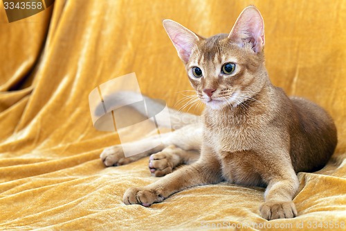 Image of Abyssinian cat  