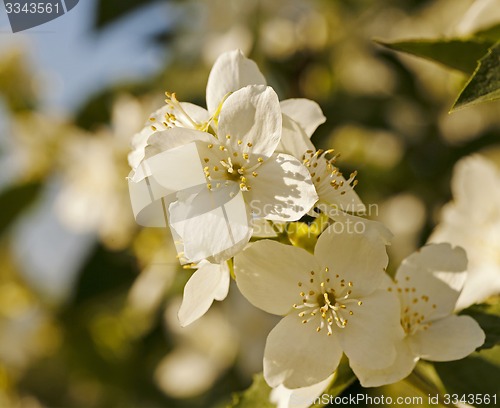 Image of jasmine flower  