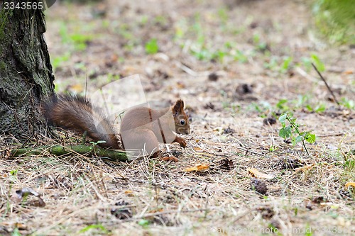 Image of squirrel 