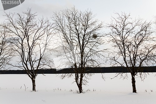 Image of trees in the winter  