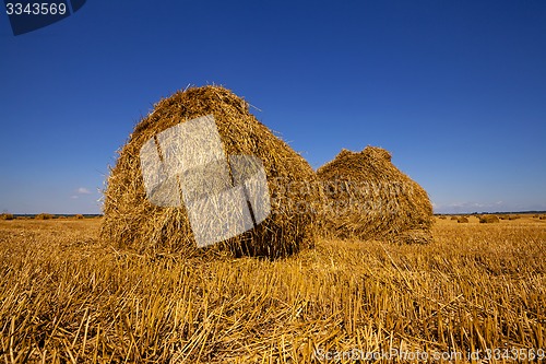 Image of agriculture  