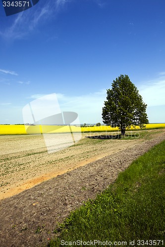 Image of tree in the field  