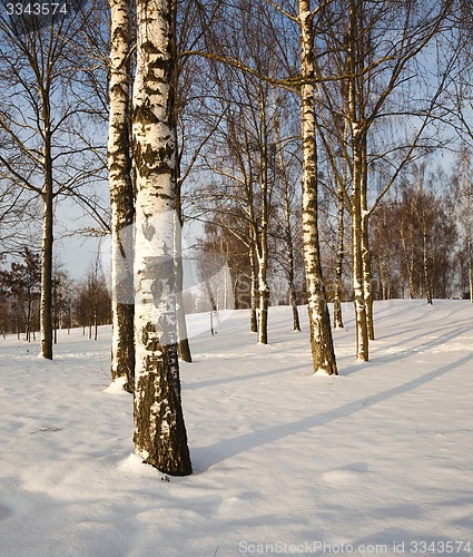 Image of trees in the winter  