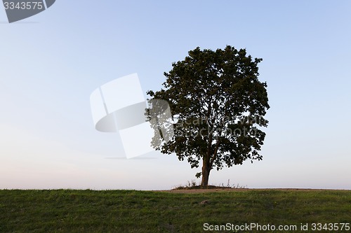 Image of tree on the hill 