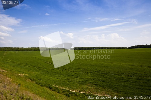 Image of green oats  