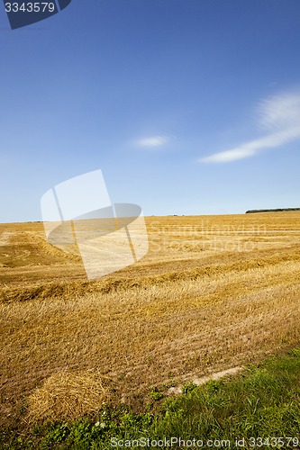 Image of agriculture 