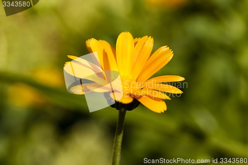 Image of calendula flower 