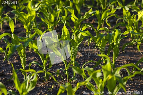 Image of green corn  