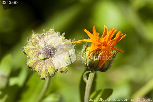 Image of calendula flower  