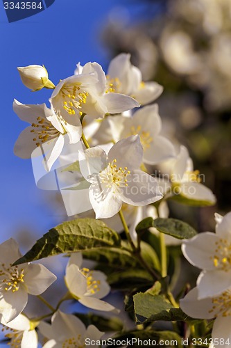 Image of jasmine flower  