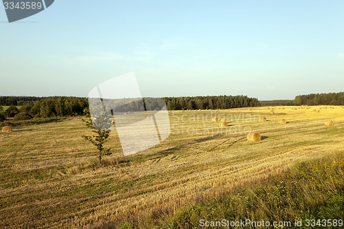 Image of slanted wheat  