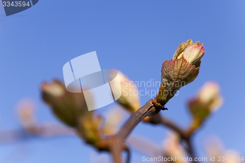 Image of grapes sprout  