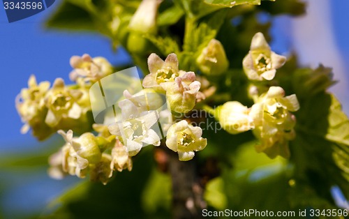 Image of blossoming of blackcurrant  