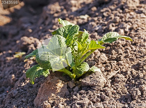 Image of potato field  