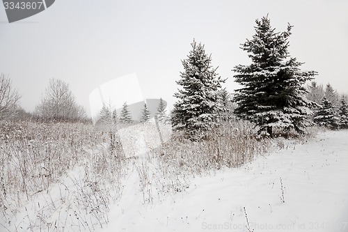 Image of trees in the winter  