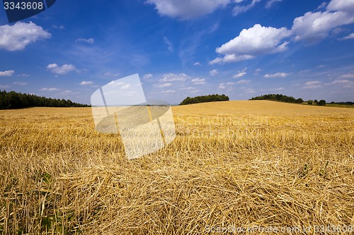Image of slanted wheat  