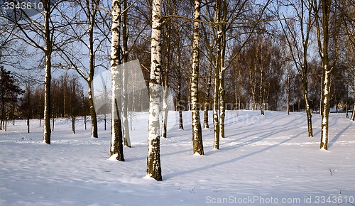 Image of trees in the winter  