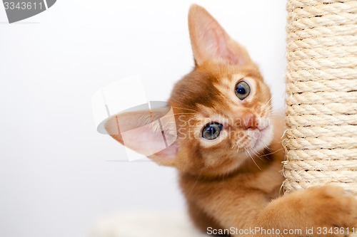 Image of Abyssinian kitten 