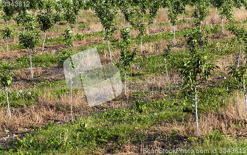 Image of young fruit-trees  