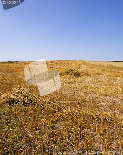 Image of agriculture 