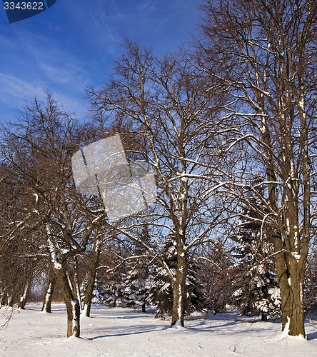 Image of winter forest  