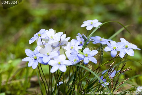 Image of spring flowers  