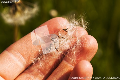 Image of dandelions 