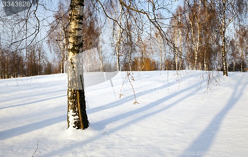 Image of trees in the winter  