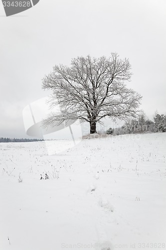 Image of tree in the field  