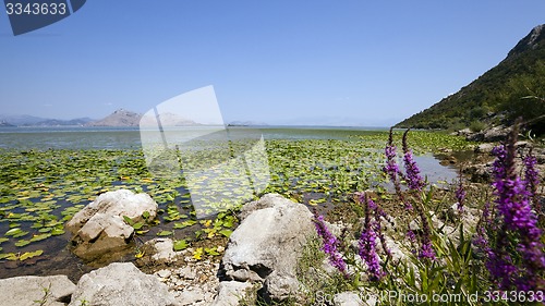 Image of the lake  