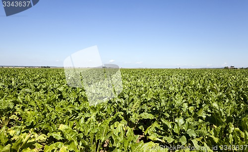 Image of agriculture 