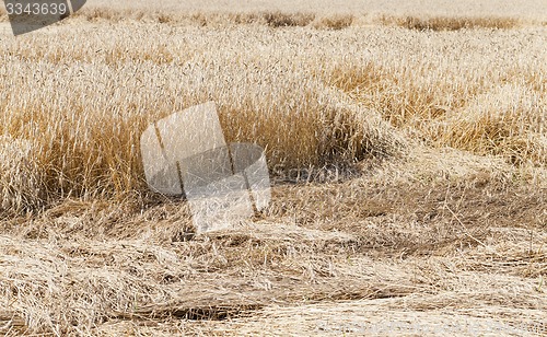 Image of the destroyed cereals 